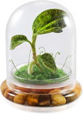 Bloomify Jewel Orchid [Macodes sanderiana/petola] Live Orchid in Self-Sustaining Ecosystem, 100% Maintenance Free Healthy Terrarium Plants Guarantee. (M. petola with Moss)