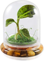 Bloomify Jewel Orchid [Macodes sanderiana/petola] Live Orchid in Self-Sustaining Ecosystem, 100% Maintenance Free Healthy Terrarium Plants Guarantee. (M. petola with Moss)