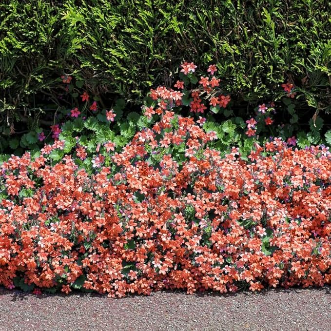 Mix Climbing Lobelia Flower Seeds for Planting, 309+pcs Rare Perennial Climber Trailing Lobelia Flower Seeds Plants, Beauty Flowers Plants Yard Potted Decoration for Home Garden Outdoors