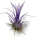 Thin Colored Air Plant, Live Tillandsia House Plant, Easy Care Indoor Outdoor, Great Gift, Healthy Arrival Guaranteed, (Purple)