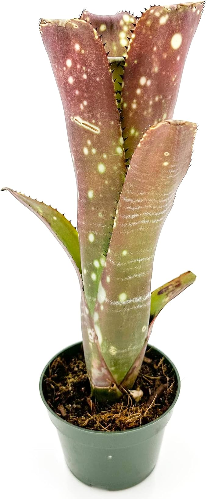 ragnaroc Live Plants – Bromeliad Billbergia Lots of Spots, 8-12" in 4" Pot - 1ct - Live Arrival Guaranteed - House Plants for Home Decor & Gift