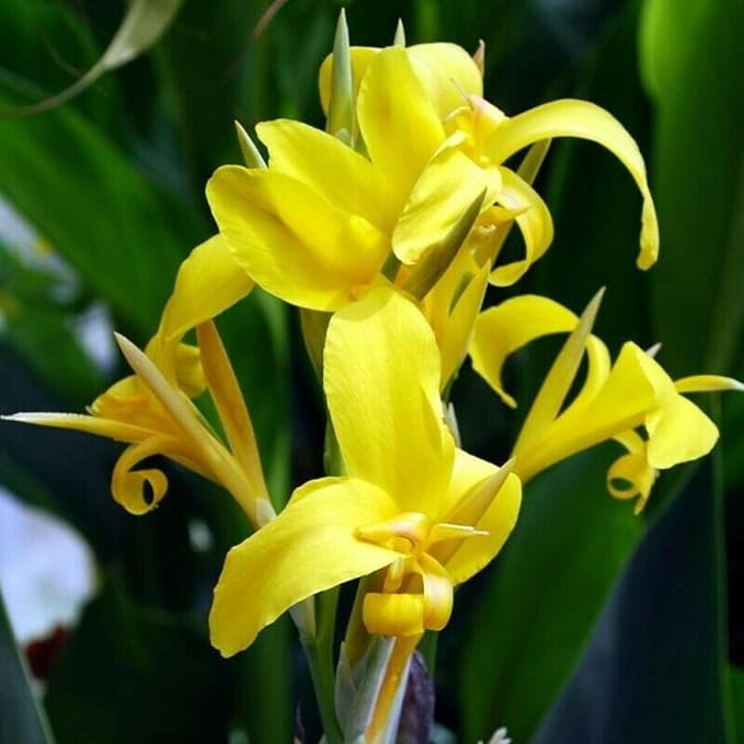 Chalily Yellow Canna 'Ra', a Great Live Pond Plant for Your Water Garden. Filters The koi and Goldfish Pond. Good for Bogs, Plant Shelf or Shallow Water This marginal Aquatic is a Real Beauty