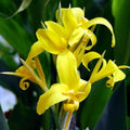 Chalily Yellow Canna 'Ra', a Great Live Pond Plant for Your Water Garden. Filters The koi and Goldfish Pond. Good for Bogs, Plant Shelf or Shallow Water This marginal Aquatic is a Real Beauty