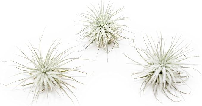 Small Tectorum Ecuador Air Plant - Live Tillandsia Succulent House Plants - Available in Wholesale and Bulk - Home and Garden Decor - Easy Care Indoor and Outdoor Plants (Small-1 PC)