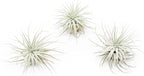 Small Tectorum Ecuador Air Plant - Live Tillandsia Succulent House Plants - Available in Wholesale and Bulk - Home and Garden Decor - Easy Care Indoor and Outdoor Plants (Small-1 PC)