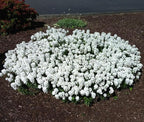 RedCrocus White Out Candytuft Iberis sempervirens- Evergreen Ground Cover, White Flower Clusters, Attracts Pollinators, Container & Garden Use, Pet Safe 2 Gallon