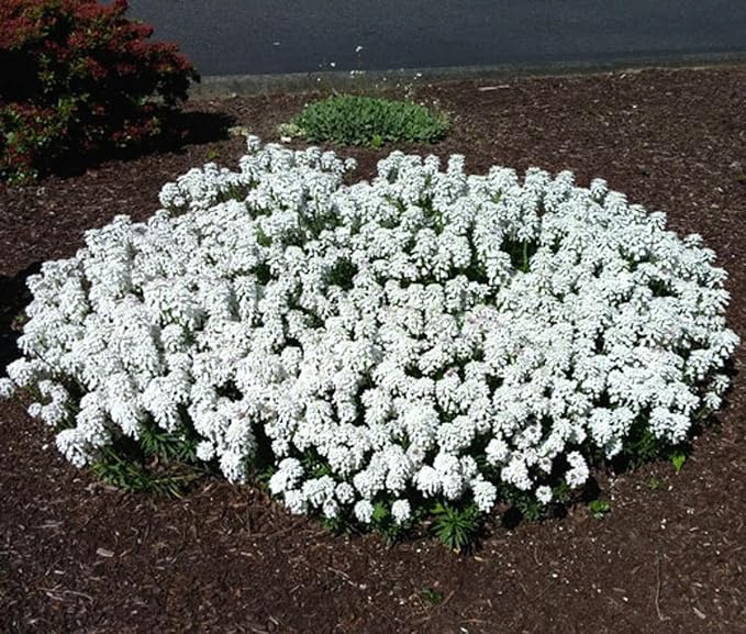 RedCrocus White Out Candytuft Iberis sempervirens- Evergreen Ground Cover, White Flower Clusters, Attracts Pollinators, Container & Garden Use, Pet Safe 2 Gallon