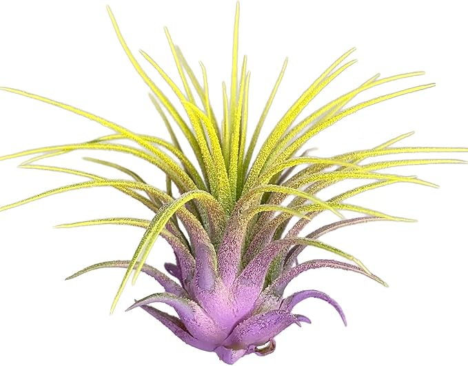 Rainbow Tillandsia Air Plant, Tillandsia Air Plant, Airplant, Air Purification, House Plant, Home Decor & Gift, Live Plant, Healthy Arrival Guarantee (Lavender/Yellow)