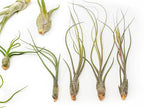 Pack of Wild Ones Air Plants - Tillandsia Caput Medusae, Butzii & Bulbosa Guatemala - Succulent House Plants for Holders - Available in Wholesale/Bulk - Easy Care Indoor/Outdoor Plants (Pack of 12)