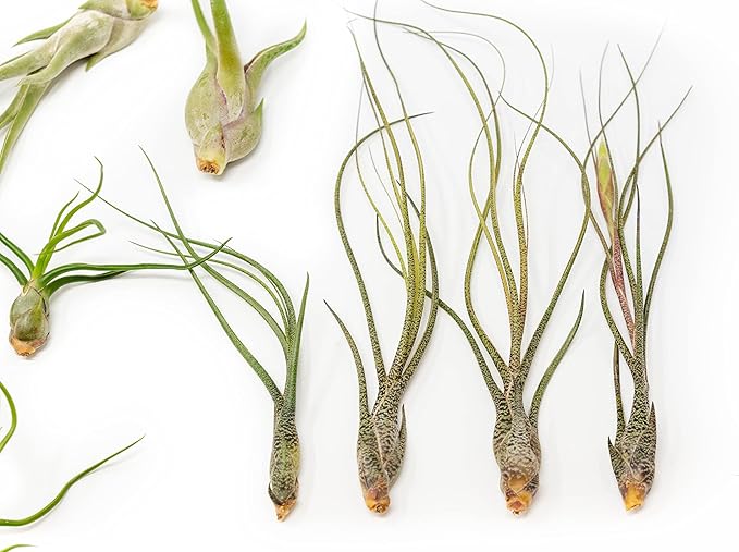 Pack of Wild Ones Air Plants - Tillandsia Caput Medusae, Butzii & Bulbosa Guatemala - Succulent House Plants for Holders - Available in Wholesale/Bulk - Easy Care Indoor/Outdoor Plants (Pack of 12)