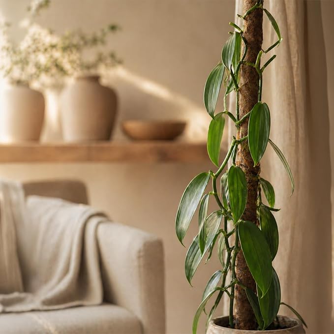 Live Vanilla planifolia Orchid Plant - 'Vanilla Orchid' - ragnaroc Tropical Plant 3-6" Tall - 2ct - Live Arrival Guaranteed - House Plants for Home Décor & Gift