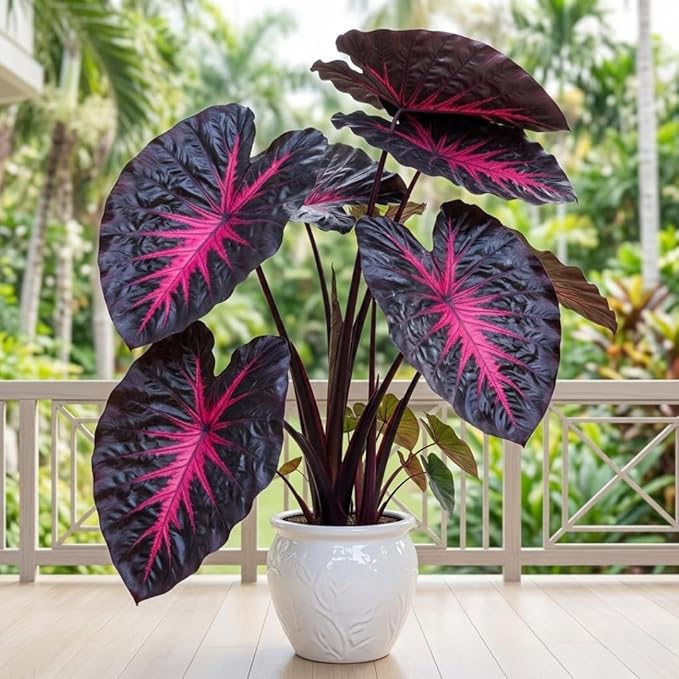 Rare Red Black Colocasia Live Plant, 5 to 8" in Tall, Taro Elephant Ear Alocasia Esculenta Live Plant for Planting, Live Colocasia Houseplant