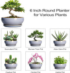 SQOWL Bonsai Tree Pots Small - 6 Inch Ceramic Succulent Planters with Drainage Hole and Saucer, Shallow Pot for Indoor Outdoor, Round Cactus Planters, Living Room Decor, Gifts for Plant Lover, Blue