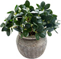 AlphaAcc 8.3'' Artificial Ficus Plant Potted Real Looking Faux Plant Fiddle Leaf Fig in Vintage Textured Cement Planter with Pebbles Compact Fake Plant for Home Office Desk Indoor Decor