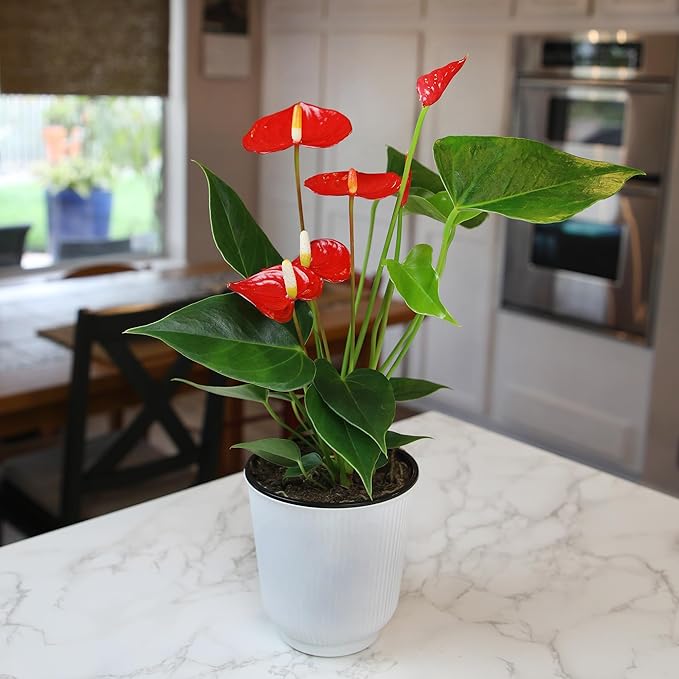 Altman Plants Red Anthurium Live Plant Decor in 4 Inch White Plastic Plant Pot, Easy to Grow Desk Plant, Easy Plant Gift, Decorative Indoor Plant, Live Anthuriums Live Plants Grown in Potting Soil Mix