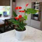 Altman Plants Red Anthurium Live Plant Decor in 4 Inch White Plastic Plant Pot, Easy to Grow Desk Plant, Easy Plant Gift, Decorative Indoor Plant, Live Anthuriums Live Plants Grown in Potting Soil Mix