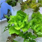 FLTRGO Garden Hydroponic Growing System Vertical Tower Automate Aeroponics Mini Indoor Outdoor Home Grow Herb Without Led Light,Hydroponic Growing Kits Systems (White Light)