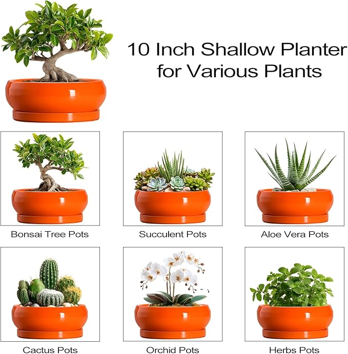 Bonsai Tree Pots - 10 Inch Ceramic Pots for Succulent Indoor Outdoor, Bonsai Pot with Drainage Hole and Tray, Round Planter Bowl, Shallow Planter, Home Decor, Housewarming Gift, Orange