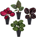Calathea Collection (4 Pack) Live Plants – Stunning Foliage Prayer Plants Like Orbifolia, Rose Painted, White Star & Dottie – Easy Indoor Tropical Plants – Pet Friendly – Natural Air Purifiers