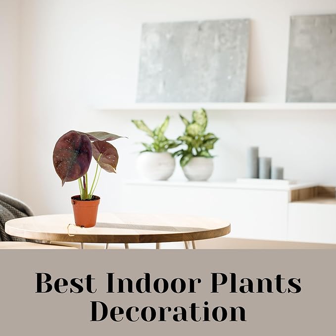 Alocasia Live Plant Starter Pack in 2" Pot - Variety Pack of 5 - Pet Safe Easy to Grow Air Purifying Indoor House Plants Flowers for Home Office Wedding Decor & Birthday Gift (Heat Pack Included)