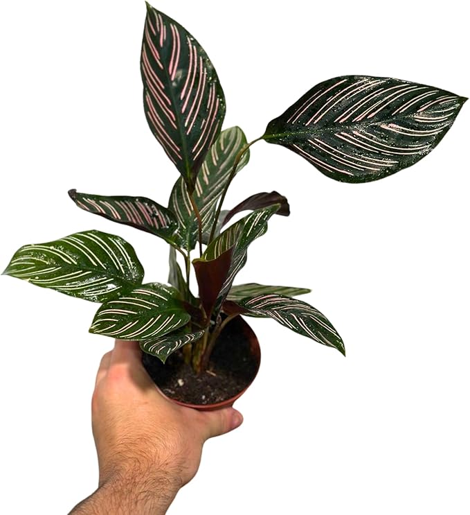 PLANTVERS Live Calathea Plant – Easy Care & Low Maintenance Tropical Houseplant – Air Purifying Indoor Plant for Low Light & Home Décor (Calathea Ornata Pinstripe 4" Grow Pot, 4" Grow Pot)