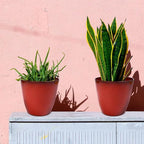3Pack Plant Pots Durable Decorative Flower Pots,6 Inch Planter Set for Indoor and Outdoor Plants,Flowers,Succulents (Red)