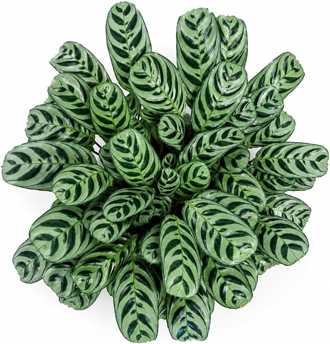 Calathea Burle Marx Live Plant, Prayer Plants Live HouseplaInts, Indoor Plant for Home Decor, Colorful Calathea Desk Plant, Fishbone Prayer Plant Live