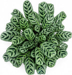 Calathea Burle Marx Live Plant, Prayer Plants Live HouseplaInts, Indoor Plant for Home Decor, Colorful Calathea Desk Plant, Fishbone Prayer Plant Live