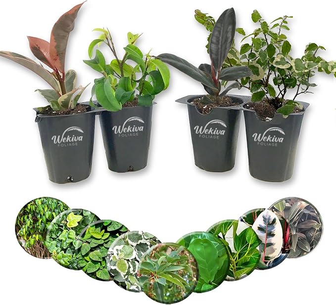 Ficus Tree Variety 4-Pack - 4 Live Starter Plants in 2 Inch Pots - Grower's Choice Various Varieties Stunning Easy Care Interior Houseplant