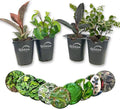 Ficus Tree Variety 4-Pack - 4 Live Starter Plants in 2 Inch Pots - Grower's Choice Various Varieties Stunning Easy Care Interior Houseplant