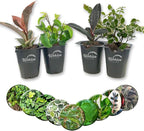 Ficus Tree Variety 4-Pack - 4 Live Starter Plants in 2 Inch Pots - Grower's Choice Various Varieties Stunning Easy Care Interior Houseplant