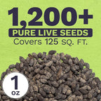 Borage Seeds – Extra Large Packet – Over 1,200 Open Pollinated Non-GMO Wildflower Seeds – Borago officianalis