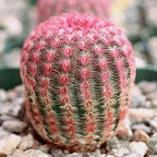Live Cactus Plants, Fully Rooted Cactus Succulent Plants, Rare Varieties for Gift or Home Decoration (Rainbow Hedgehog Cactus) (4 inch Pot)