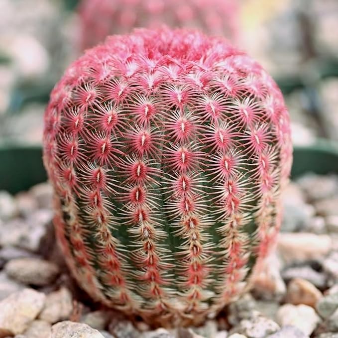 Live Cactus Plants, Fully Rooted Cactus Succulent Plants, Rare Varieties for Gift or Home Decoration (Rainbow Hedgehog Cactus) (4 inch Pot)
