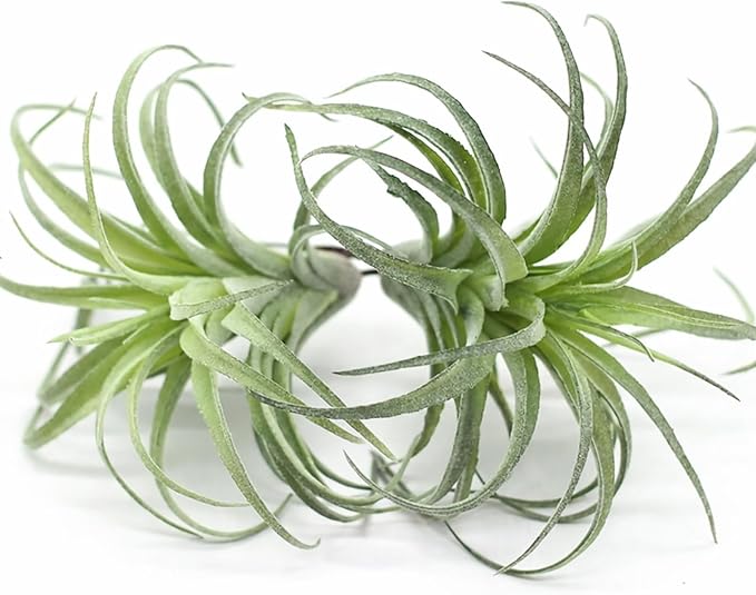 2 Pack Artificial Air Plants, Realistic Looking Faux Tillandsia Succulents Plants for Home Decor, Indoor Outdoor Garden, Terrarium, Office Desk, Wedding Displays (Green)