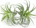 2 Pack Artificial Air Plants, Realistic Looking Faux Tillandsia Succulents Plants for Home Decor, Indoor Outdoor Garden, Terrarium, Office Desk, Wedding Displays (Green)