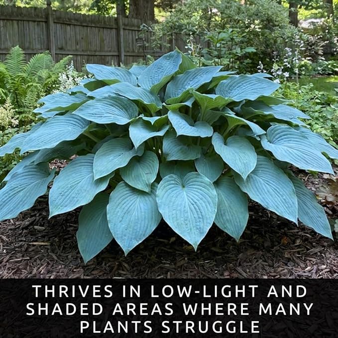 Blue Halcyon Hosta Live Starter Plant | Hardy Shade Loving Perennial | Blue Green Foliage Hosta for Garden Beds, Borders & Containers (3 Plants)