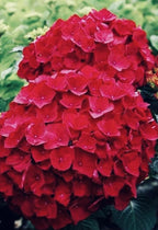 Live Hydrangea Plant - Perennial Flowering Shrub - Magical Hardy Balcony Rare Species Ornamental Value (1, G)