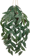 Large Fake Hanging Plants in Pot with Hook, 37" Artificial Hanging Begonia Vines Plants, Fake Potted Tropical Plants for Room Wall Living Room Bathroom Kitchen, Big Faux Ivy Houseplants for Shelf