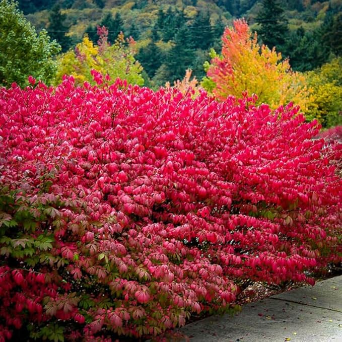 2 Burning Bushes Tree for Planting | 8-12" Rooted Cuttings | Hardy Fire Bush Shrub Live Plant to Decorative Hedge