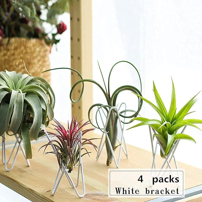 4 Packs Airplant Plants Holder Metal Base Geometric Air Plants Stand Tabletop Air ferns Planter Rack White Tillandsia Display Containers Himmeli Decor .