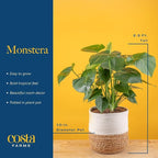 Costa Farms Monstera, Swiss Cheese Plant Live Plants in Decorative Pot,Large Indoor Houseplant, Perfect for Home, Room, or Office Decor, Great House Warming or Birthday Gift, 2-3 Feet Tall, Pack of 2