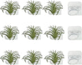 Aogigigio Air Plant Holder - 12 Pcs Acrylic Air Plants Hanger Wall Holders for Live Tropical Plant Home Office Decoration Supplies, Plants Not Included