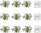 Aogigigio Air Plant Holder - 12 Pcs Acrylic Air Plants Hanger Wall Holders for Live Tropical Plant Home Office Decoration Supplies, Plants Not Included
