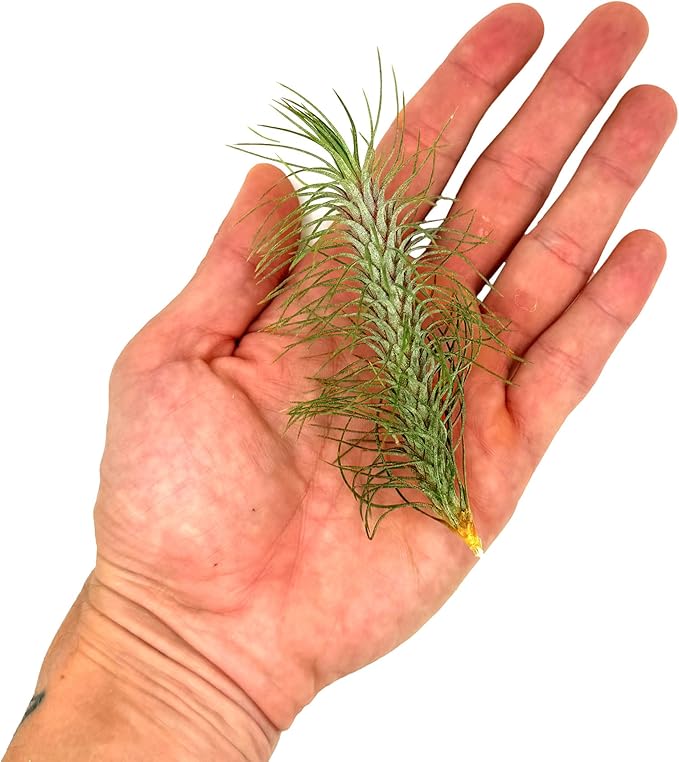 ragnaroc Air Plants - Colombian Tillandsia Funckiana, Large 5" - 2ct - Live Arrival Guaranteed - House Plants for Home Decor & Gift