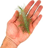 ragnaroc Air Plants - Colombian Tillandsia Funckiana, Large 5" - 3ct - Live Arrival Guaranteed - House Plants for Home Decor & Gift