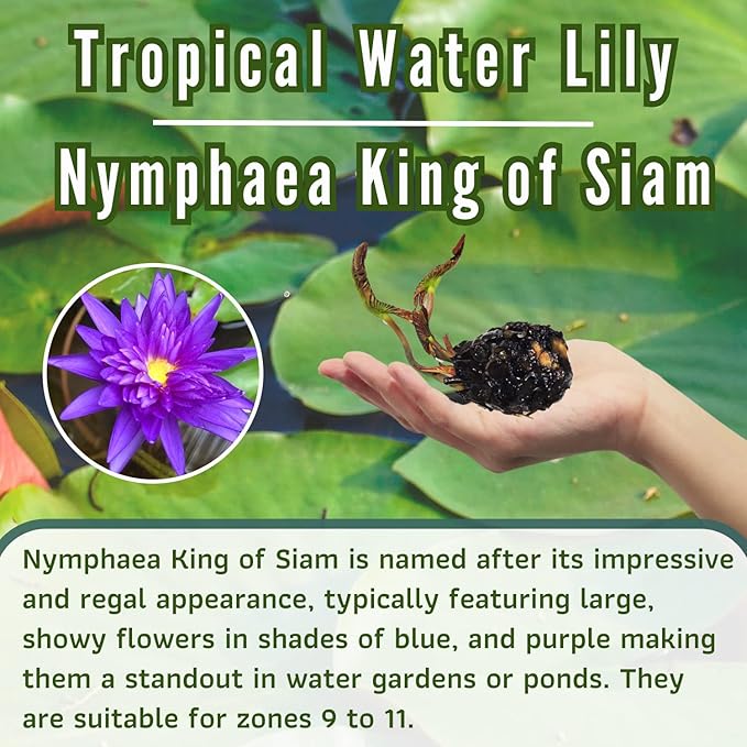 Mainam Mixed Colorful Tropical Water Lily Tuber Live Aquarium Plant for Freshwater Fish Pond Balcony Buy 2 GET Fertilizer Free (Blue Nymphaea King of Siam)