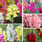 430,000+ Snapdragon Seeds for Planting - 1.4oz Bulk Pack 5-Color Mixed Snapdragon Flower Seeds (Antirrhinum majus) for Garden Beds, Borders, Pots & Cut Flower Displays, Instructions Included