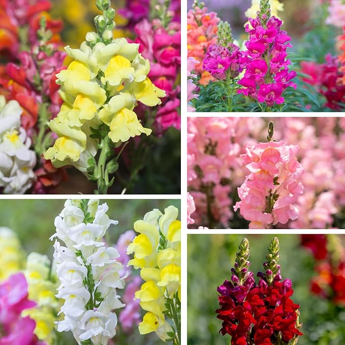 430,000+ Snapdragon Seeds for Planting - 1.4oz Bulk Pack 5-Color Mixed Snapdragon Flower Seeds (Antirrhinum majus) for Garden Beds, Borders, Pots & Cut Flower Displays, Instructions Included