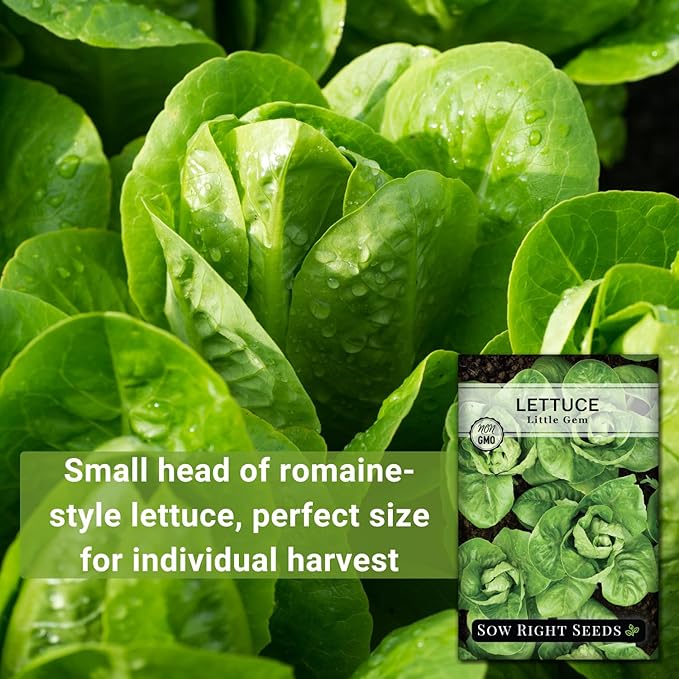 Sow Right Seeds - Little Gem Lettuce Seeds for Planting - Non-GMO Heirloom Packet with Instructions to Plant a Home Vegetable Garden - Outdoors or Indoors Hydroponics - Miniature Romaine Variety (3)